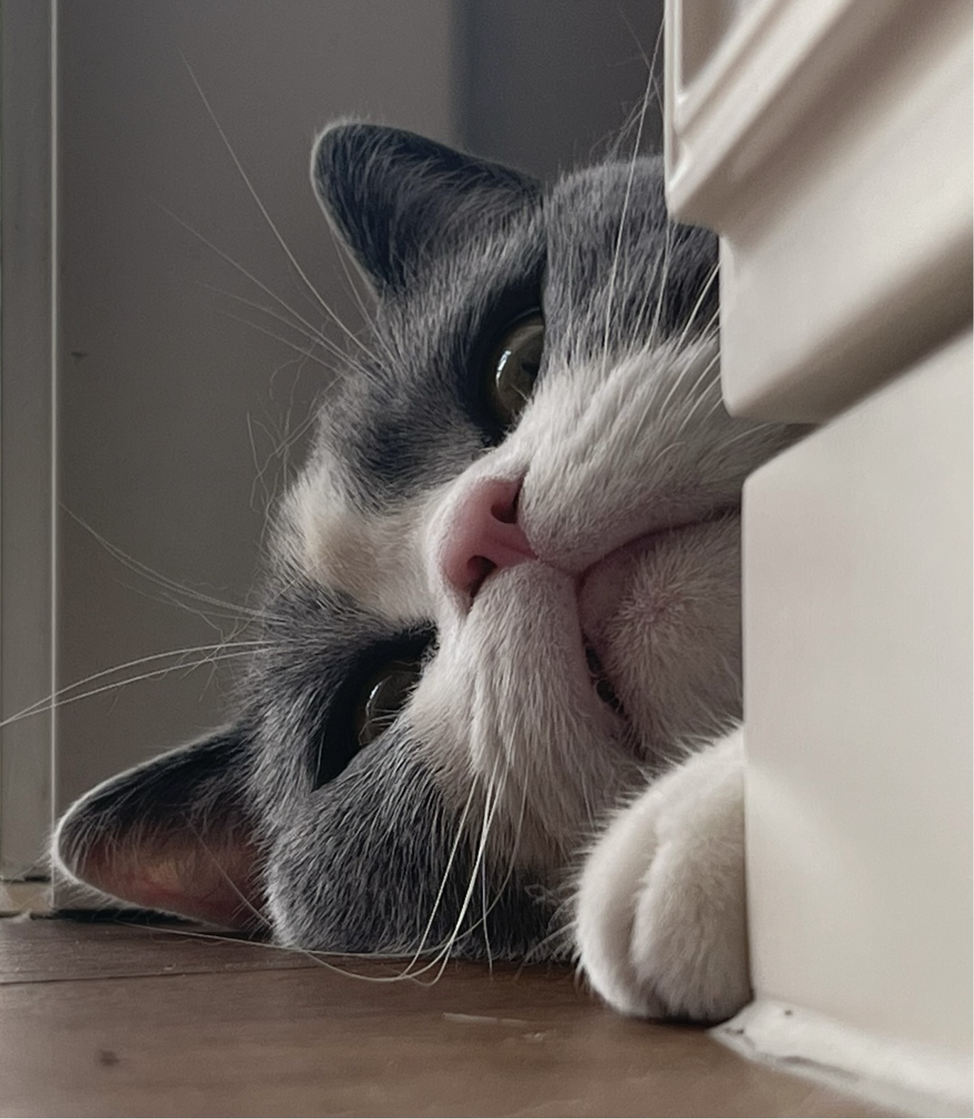 The customer's original cat photo